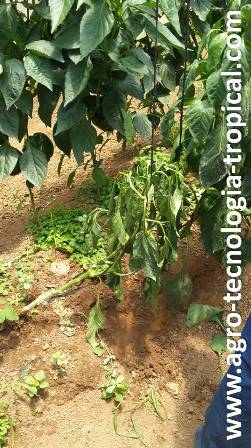 el daño de nematodos se aprecia con plantas mostrando sintomas de falta de agua